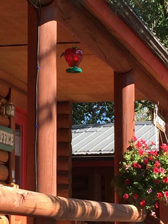 Teton Valley Cabins Driggs Bagian luar foto